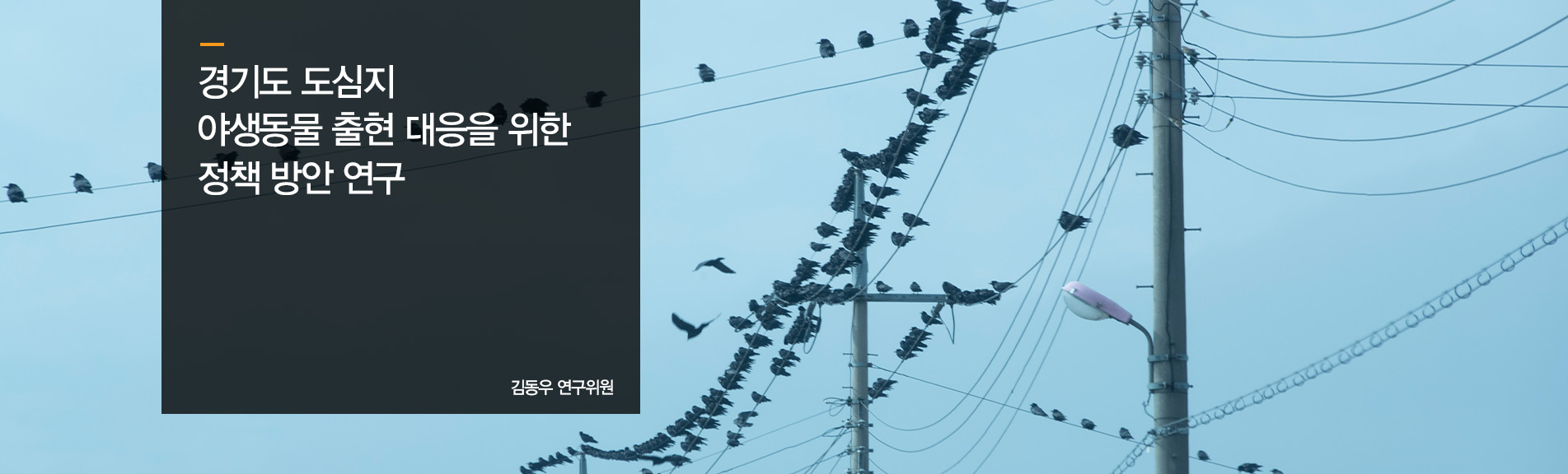 경기도 도심지 야생동물 출현 대응을 위한 정책 방안 연구
김동우 연구위원